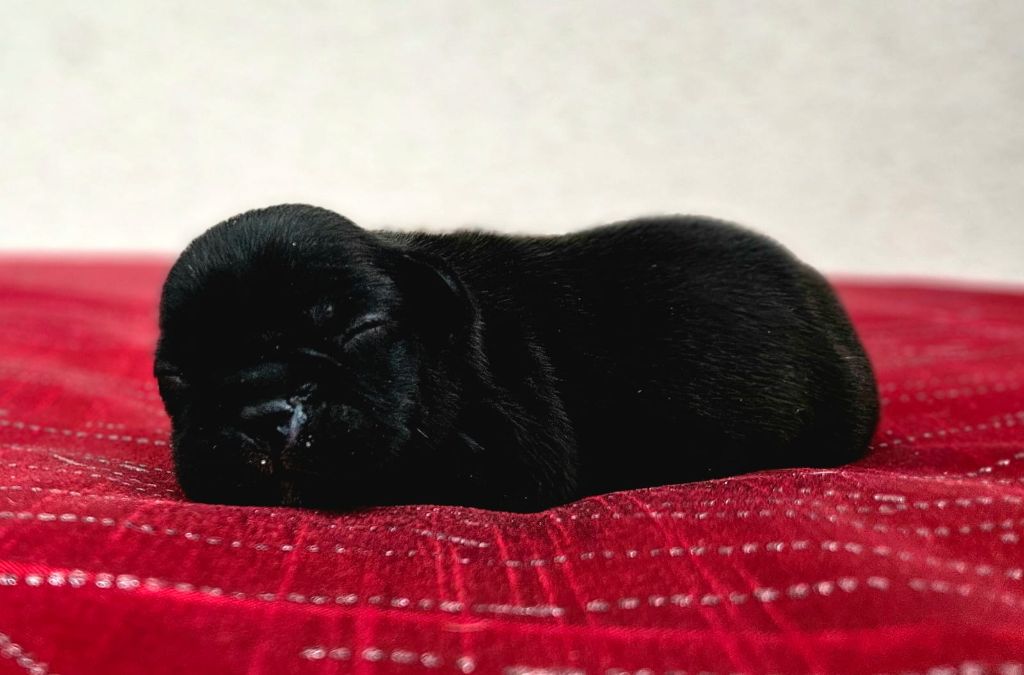 Timothée Pley - Chiots disponibles - Bouledogue français