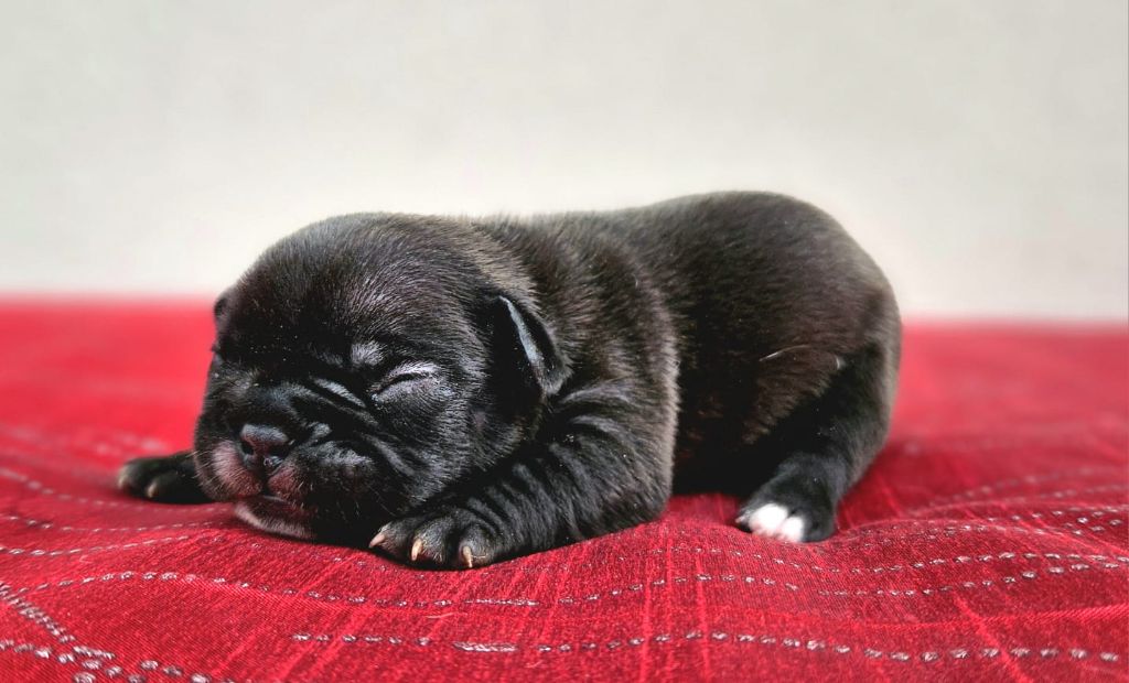 Timothée Pley - Chiots disponibles - Bouledogue français