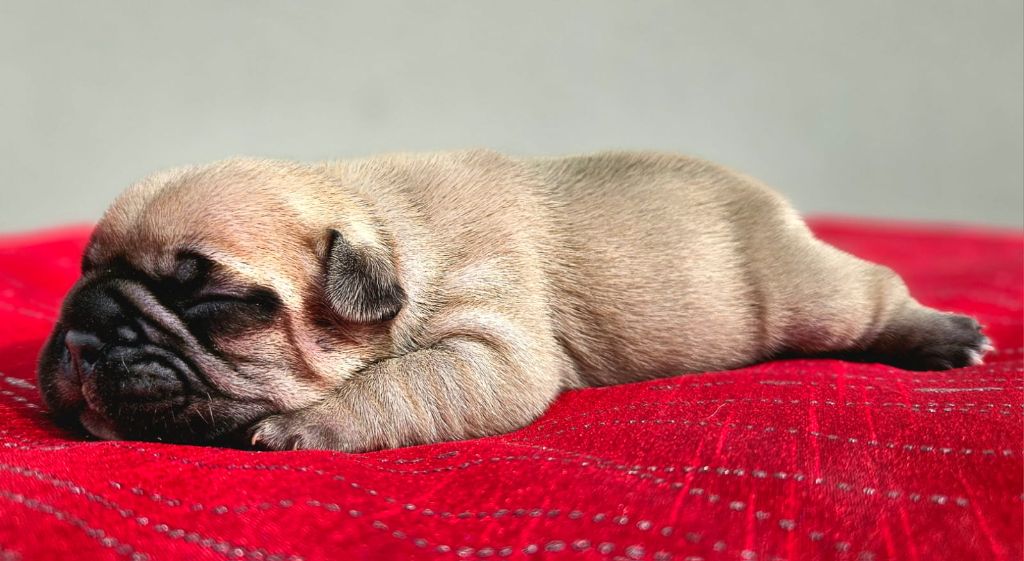 Timothée Pley - Chiots disponibles - Bouledogue français