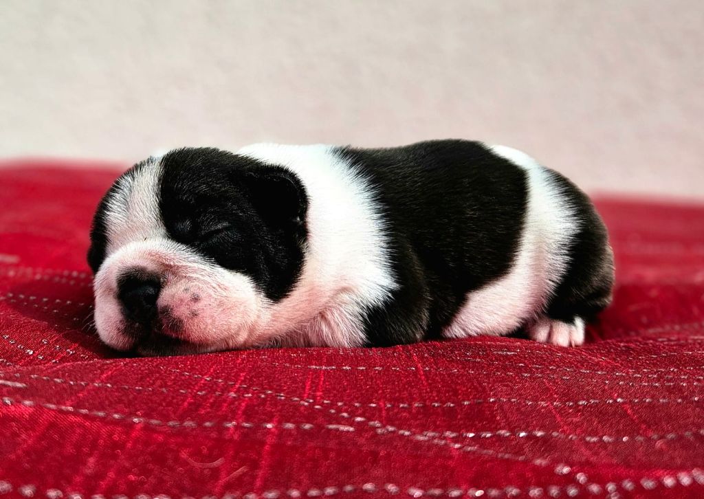 Timothée Pley - Chiots disponibles - Bouledogue français