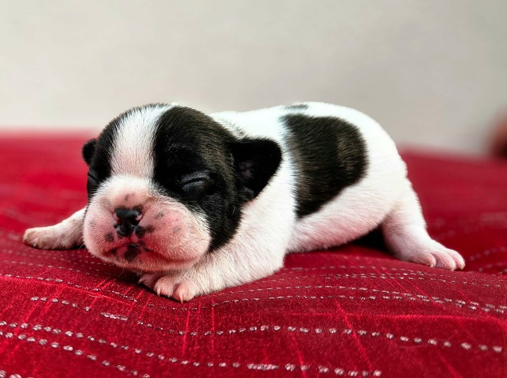 Timothée Pley - Chiots disponibles - Bouledogue français